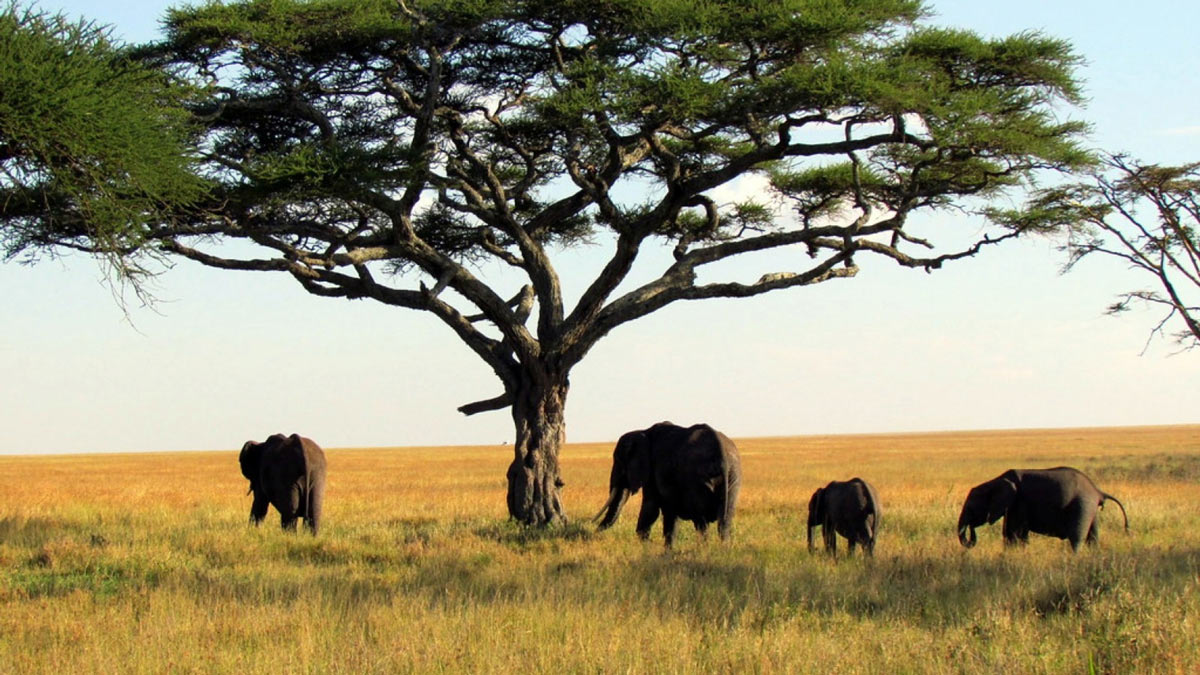Travelling Through the National Parks