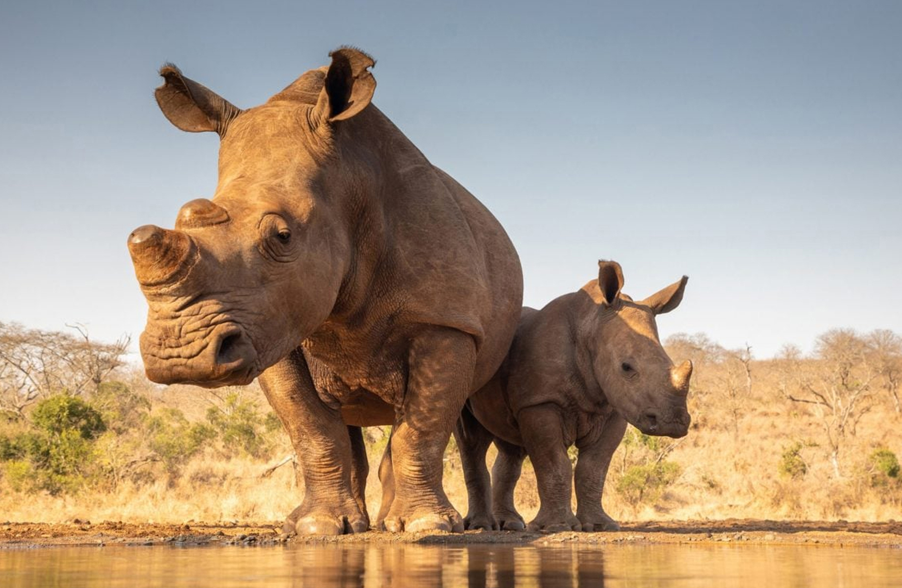 Parc national de Mkomazi - Expérience avec les lycaons et les rhinocéros