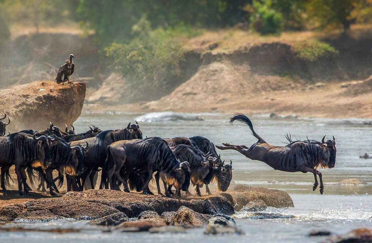 serengeti safari banner 1