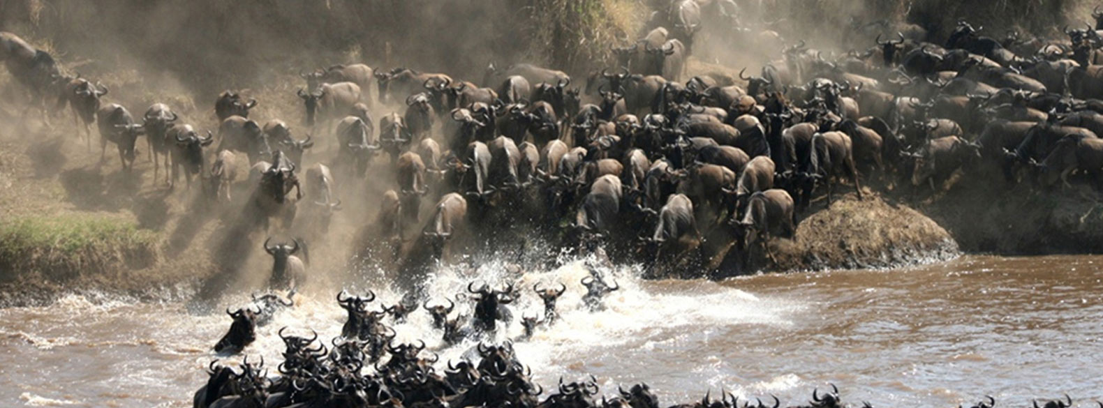 Wildebeest Migration image