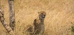 Cheetah at serengeti