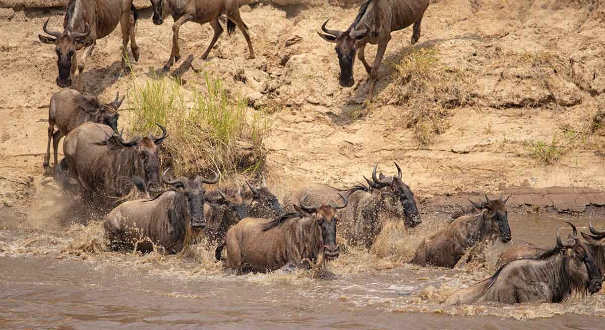Crossing Mara River Serengeti July 24 2019 1247
