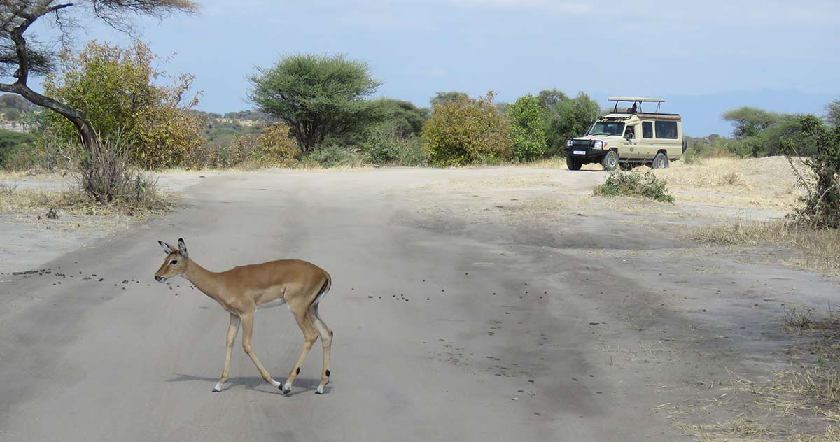 antelope tarangire np