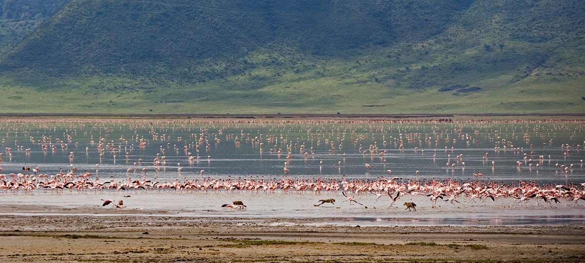 birds at ngorongoro crater