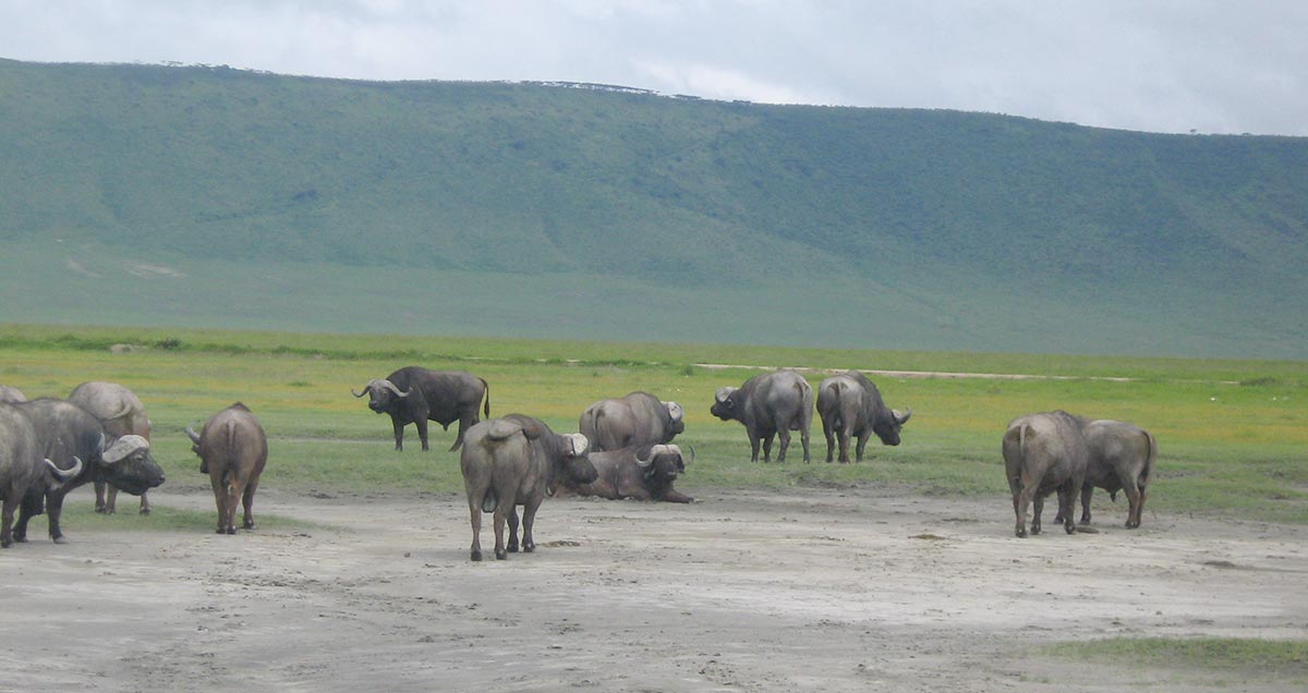 buffaloes at Ngorongoro crater