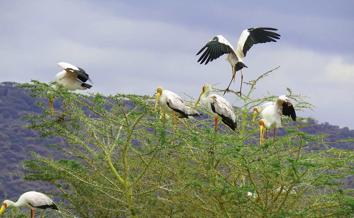 crane bird at lake manyara