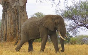 elephant at tarangire np