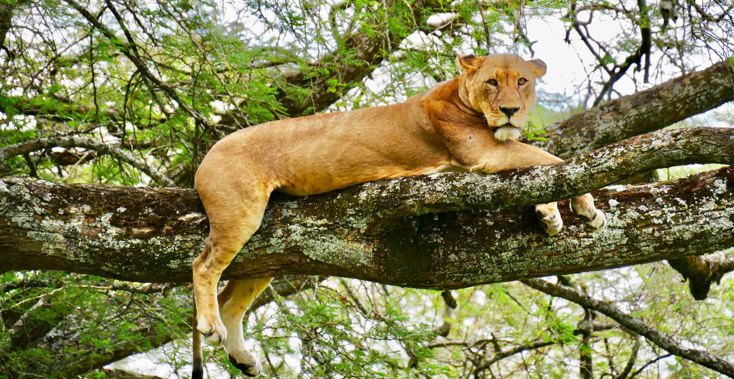 lion at lake manyara np