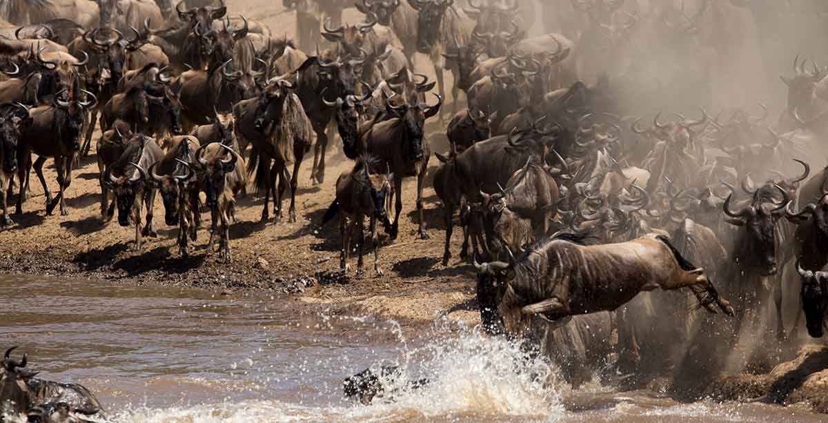 wildbeest migration at serengeti
