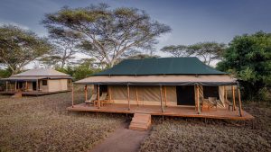 Baobab Central Serengeti Camp 3