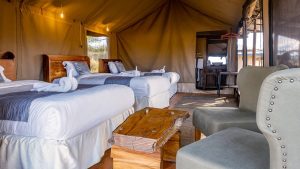 Baobab Central Serengeti Camp 5