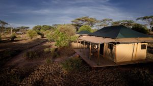 Baobab Central Serengeti Camp 6