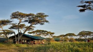 Nyikani migration camp ndutu 1