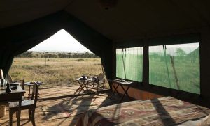 Nyikani migration camp ndutu 12