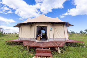 Serengeti Wildebeest Camp 5