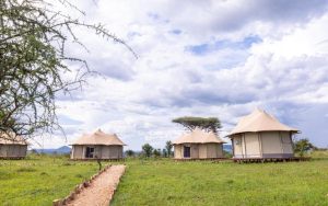 Serengeti Wildebeest Camp 8